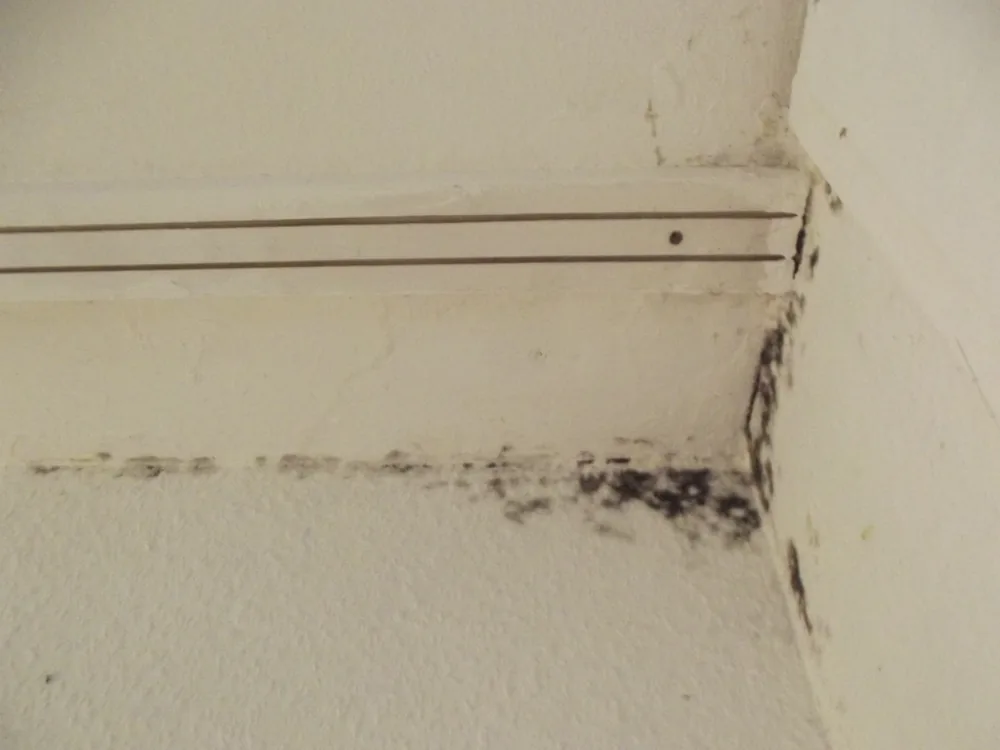 Technician in protective gear removing a mold-damaged wall in an Oyster Bay home